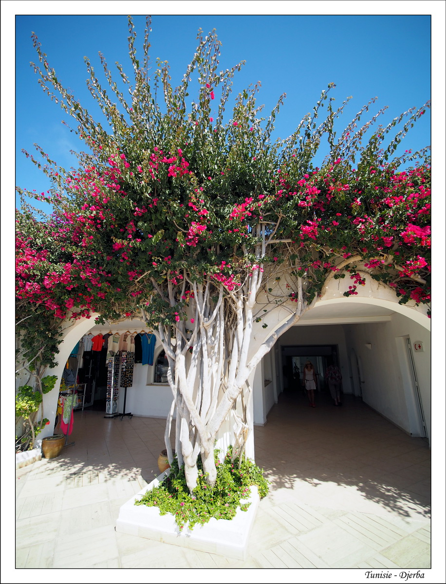 2018 - 05 - Djerba - 23